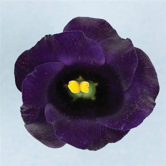 1,000 Bulk Lisianthus Seeds Solo Violet Pelleted Seeds