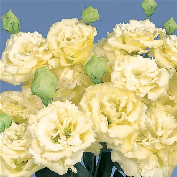 Bulk Lisianthus Seeds Lisianthus Voyage Yellow 1,000 Pelleted Seeds