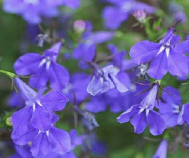 Lobelia Seeds Lobelia Crystal Palace 1,000 MP Seeds