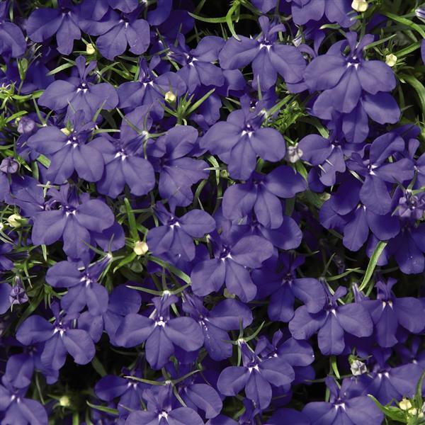 Lobelia Seeds Lobelia Palace Blue 1,000 Multi Pelleted Seeds