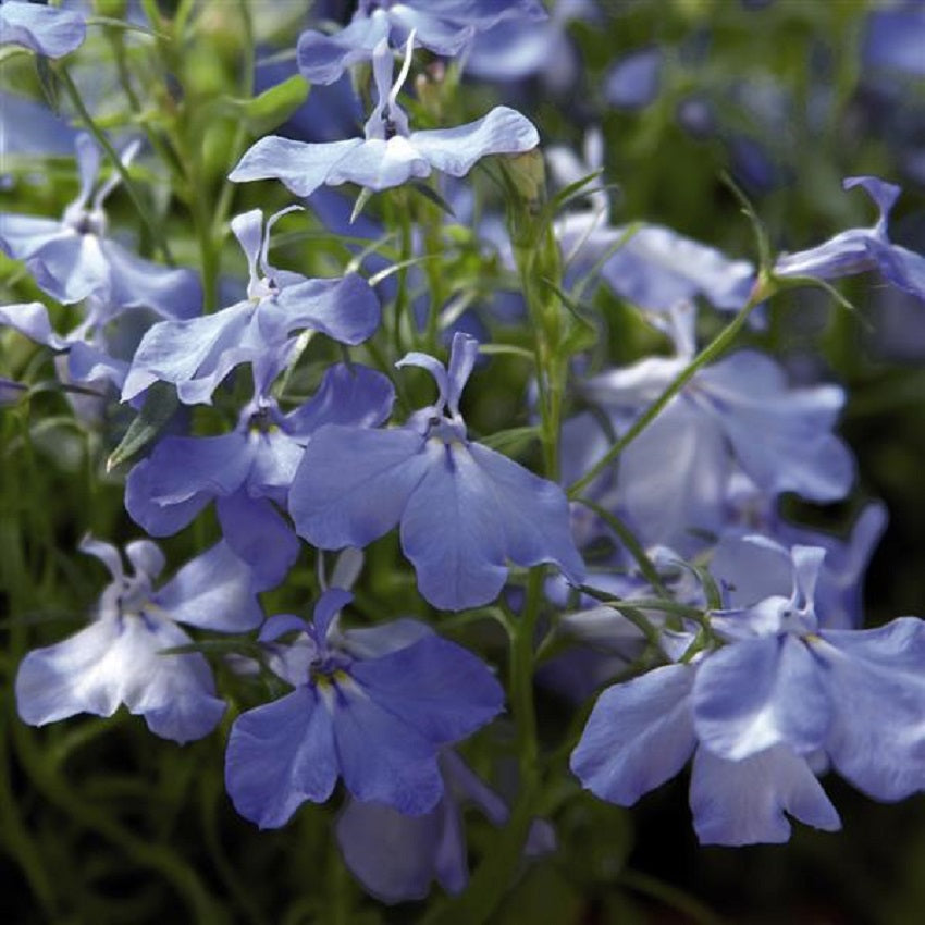 Lobelia Seeds Lobelia Palace Sky Blue 1,000 Multi Pelleted Seeds