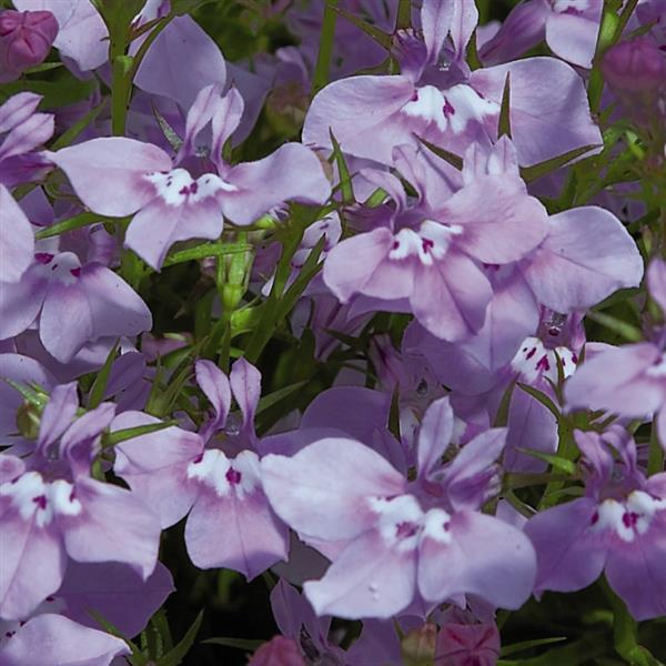 Lobelia Seeds Lobelia Palace Lilac 1,000 Multi Pelleted Seeds