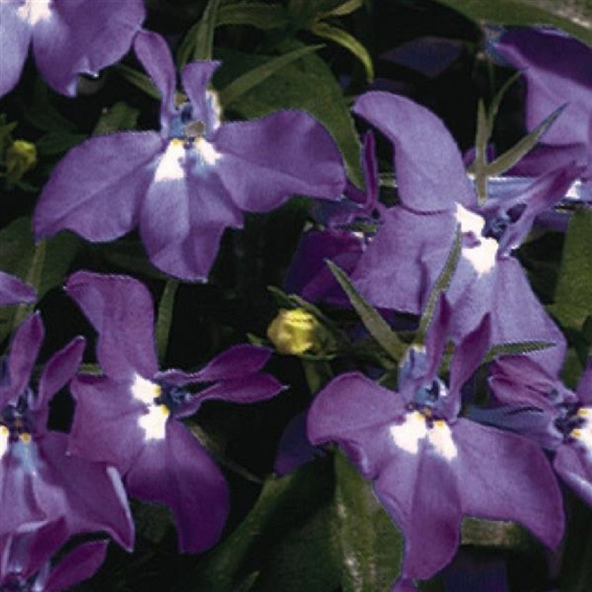 Lobelia Seeds Lobelia Palace Royal 1,000 Multi Pelleted Seeds