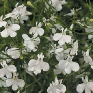 Lobelia Seeds Lobelia Palace White 1,000 Multi Pelleted Seeds