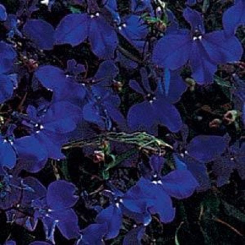 Lobelia Seeds Lobelia Regatta Midnight Blue 1,000 Multi Pelleted Seeds