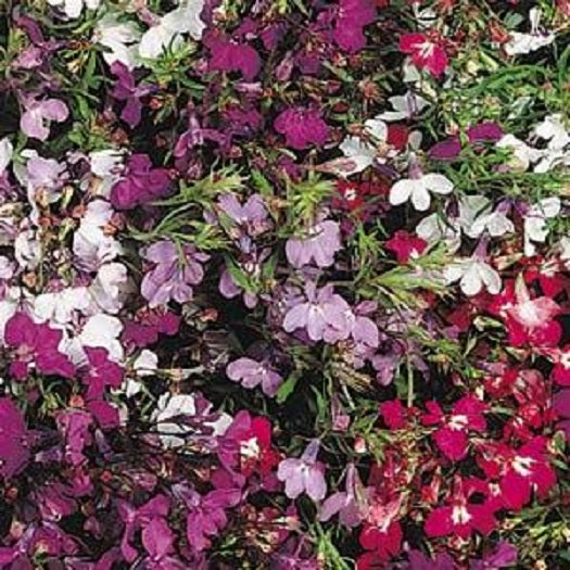 Lobelia Seeds Lobelia Regatta Mix 1,000 Multi Pelleted Seeds