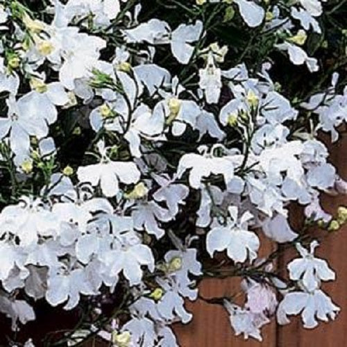 Lobelia Seeds Lobelia Regatta White 1,000 Multi Pelleted Seeds