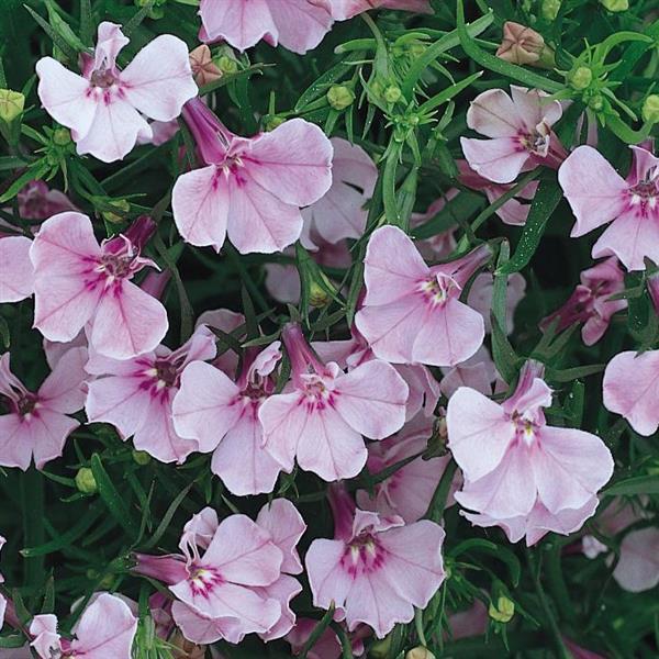 Lobelia Seeds Lobelia Riviera Lilac 1,000 Multi Pelleted Seeds