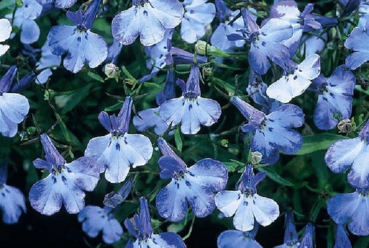 Lobelia Seeds Lobelia Riviera Blue Splash 1,000 Multi Pelleted Seeds