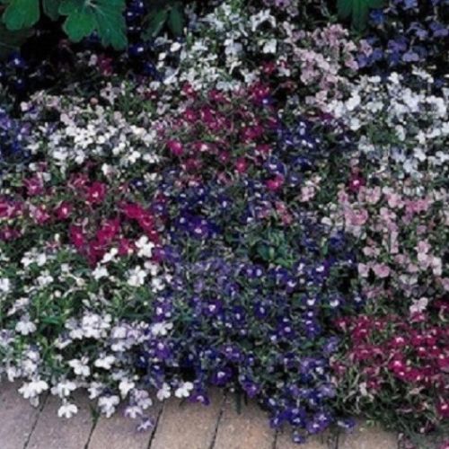 Lobelia Seeds Lobelia Riviera Mix 1,000 Multi Pelleted Seeds