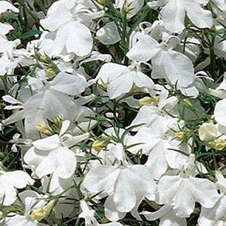 Lobelia Seeds Lobelia Riviera White 1,000 Multi Pelleted Seeds