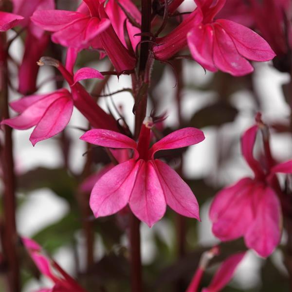 Lobelia Seeds Lobelia Starship Rose Pelleted Seeds