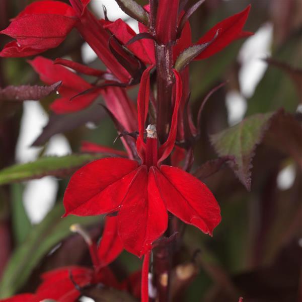 Lobelia Seeds Lobelia Starship Scarlet Pelleted Seeds