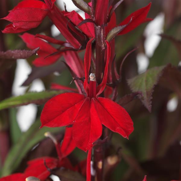 Lobelia Seeds Lobelia Starship Scarlet Bronze Leaf Pelleted Seeds