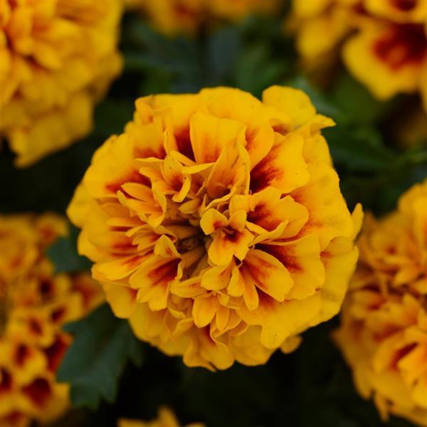 Marigold Seeds French Marigold Hot Pak™ Fire