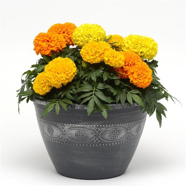 Marigold Seeds African Marigold Taishan® Mix 1,000 Seeds