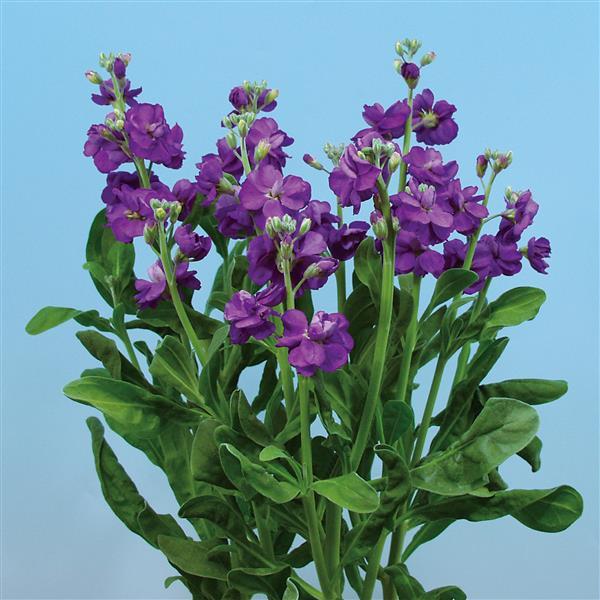 1,000 Matthiola Seeds Chanter Blue Cut Flower