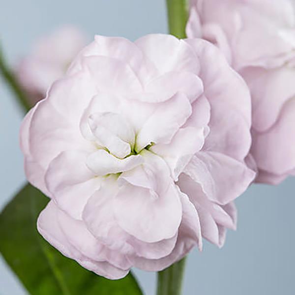 1,000 Matthiola Seeds Chanter Cherry Cut Flower