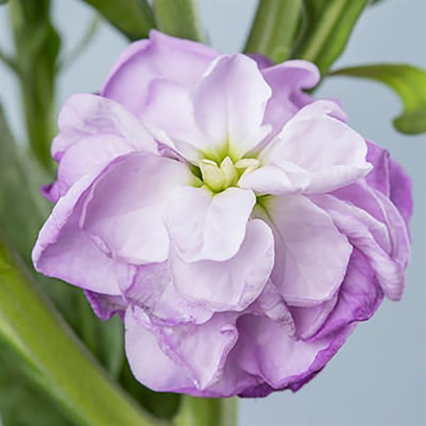 1,000 Matthiola Seeds Chanter Lavender Cut Flower