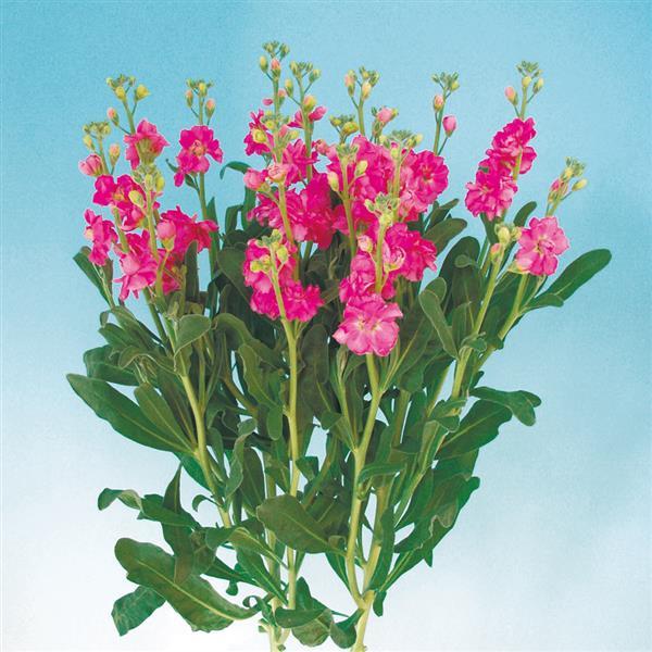 1,000 Matthiola Seeds Chanter Pink Cut Flower