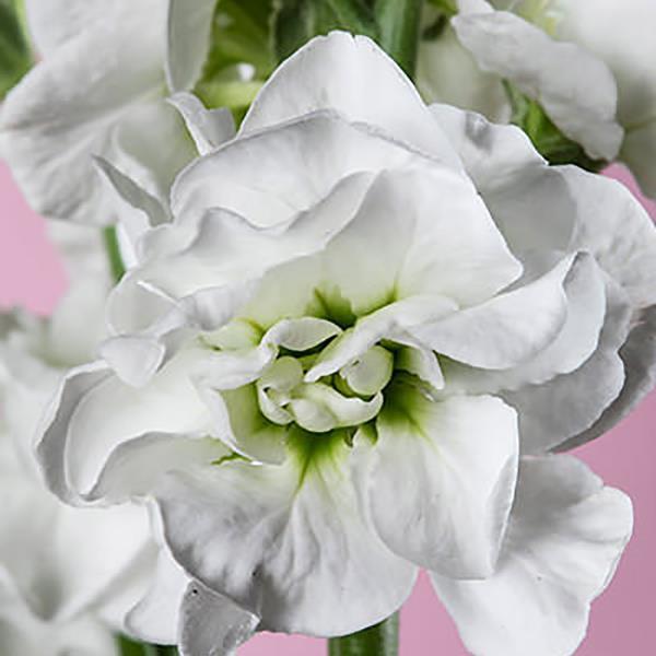 1,000 Matthiola Seeds Chanter White Cut Flower