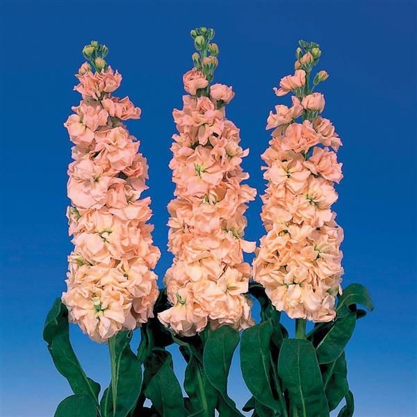 Matthiola Seeds Iron Apricot Cut Flower 1,000 Seeds