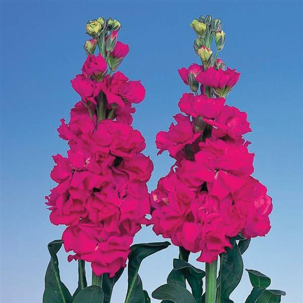 Matthiola Seeds Iron Rose Cut Flower 1,000 Seeds