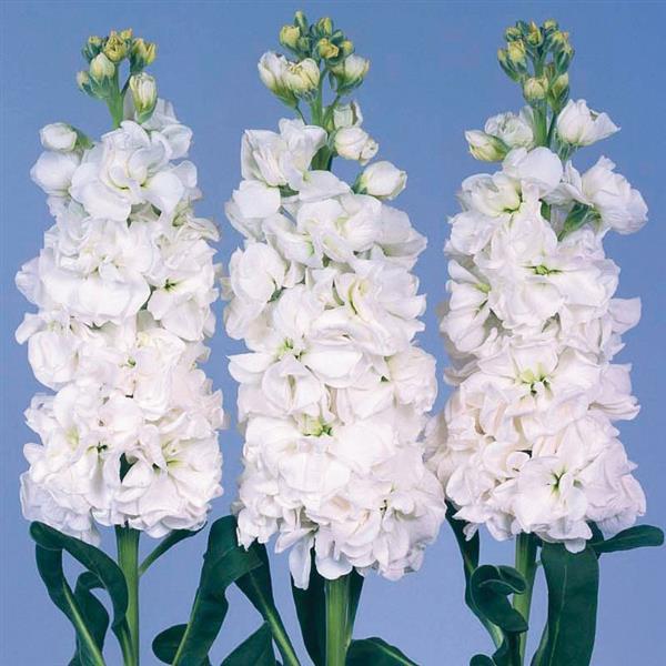 Matthiola Seeds Iron White Cut Flower 1,000 Seeds