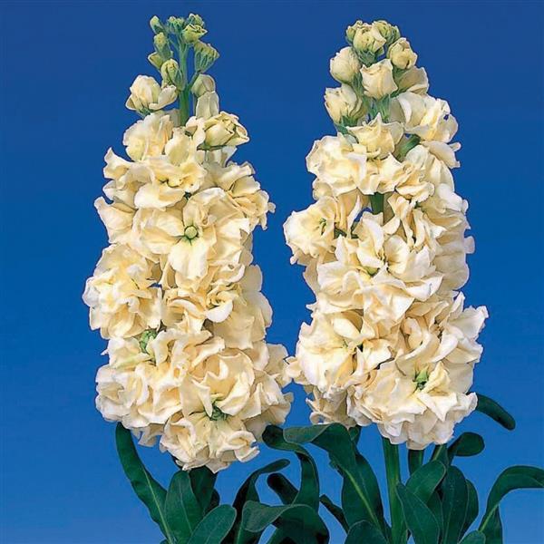 Matthiola Seeds Iron Yellow Cut Flower 1,000 Seeds