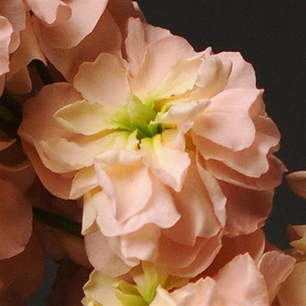 Matthiola Seeds Katz Apricot Cut Flower 1,000 Seeds