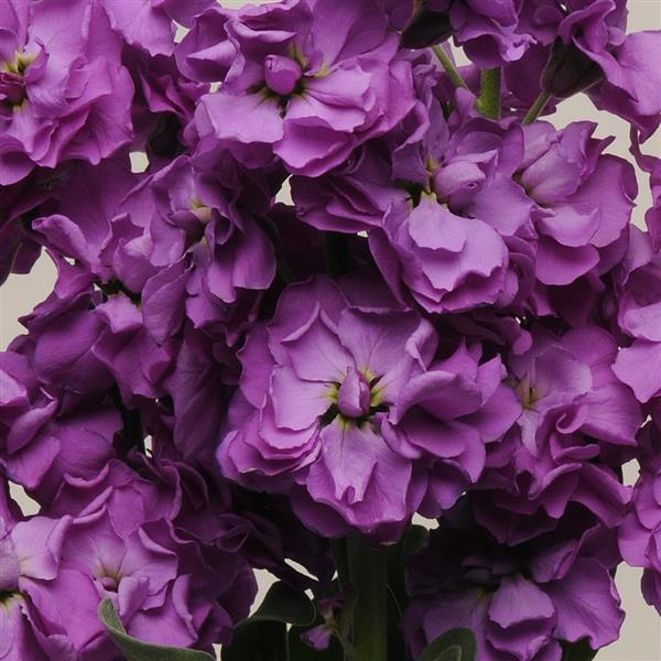 Matthiola Seeds Katz Blue Cut Flower 1,000 Seeds