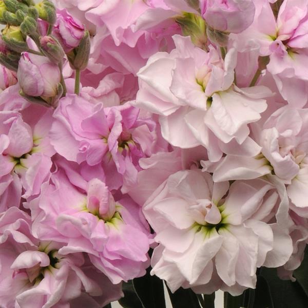 Matthiola Seeds Katz Cherry Blossom Cut Flower 1,000 Seeds