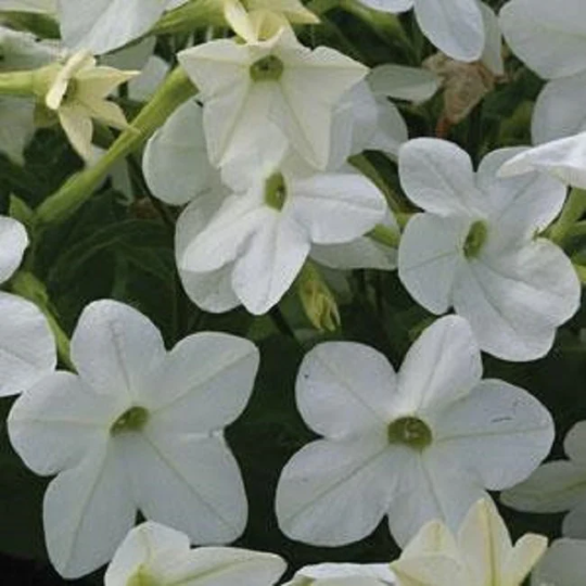 1,000 Pelleted Nicotiana Starmaker White Flower Seeds