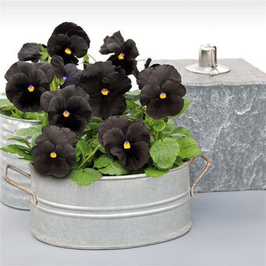 Bulk Pansy Seeds Pansy Atlas Black 1,000 Seeds