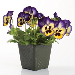 Pansy Seeds Pansy Blueberry Thrill 1,000 Bulk Seeds