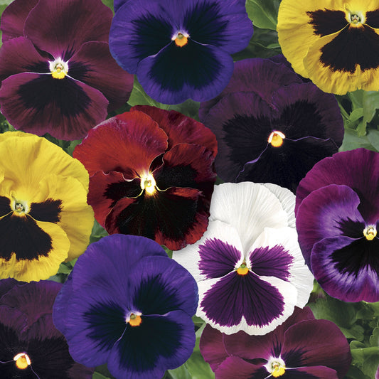 Pansy Seeds Pansy Colossus Blotch Mix 1,000 Seeds