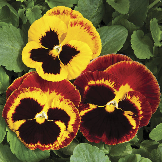 Pansy Seeds Pansy Colossus Fire 1,000 Seeds