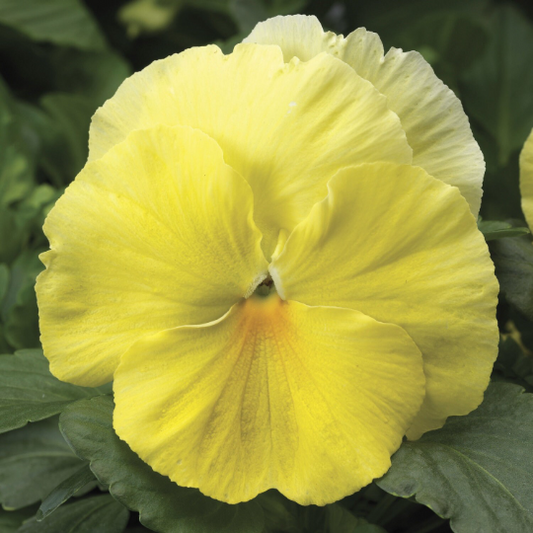 Pansy Seeds Pansy Colossus Lemon Shades 1,000 Seeds