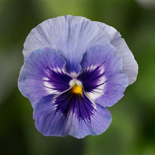 Pansy Seeds Pansy Colossus Marina 1,000 Seeds