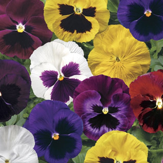 Pansy Seeds Pansy Colossus Mix 1,000 Seeds