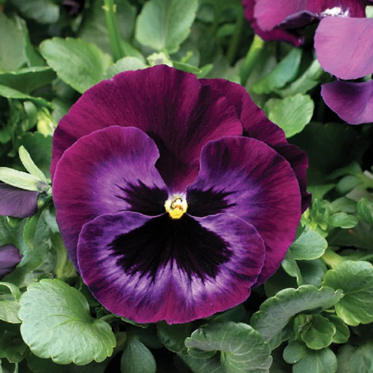 Pansy Seeds Pansy Colossus Neon Violet 1,000 Seeds