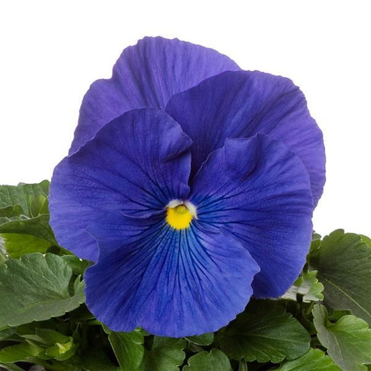 Pansy Seeds Pansy Colossus True Blue 1,000 Seeds