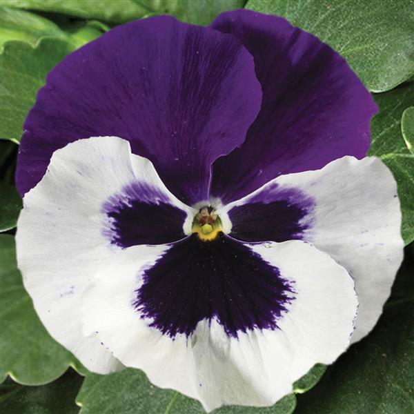 Pansy Seeds Pansy Colossus White Purple Wing 1,000 Seeds