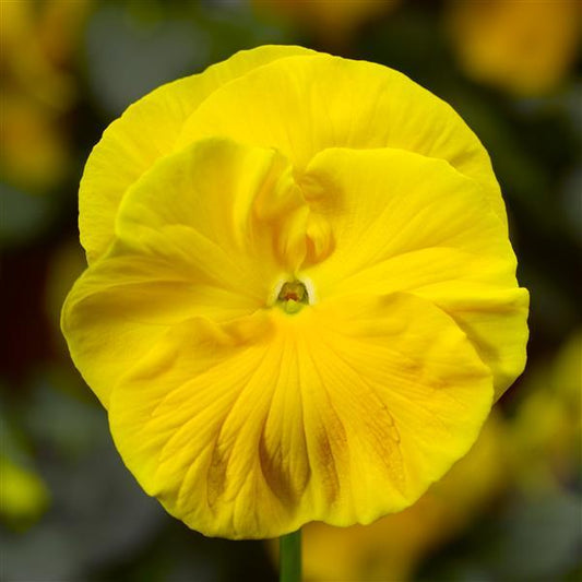 Pansy Seeds Pansy Colossus Yellow 1,000 Seeds