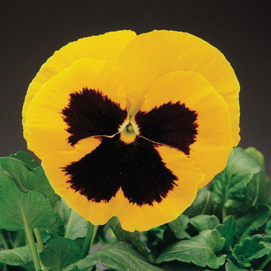 Pansy Seeds Pansy Colossus Yellow Blotch 1,000 Seeds