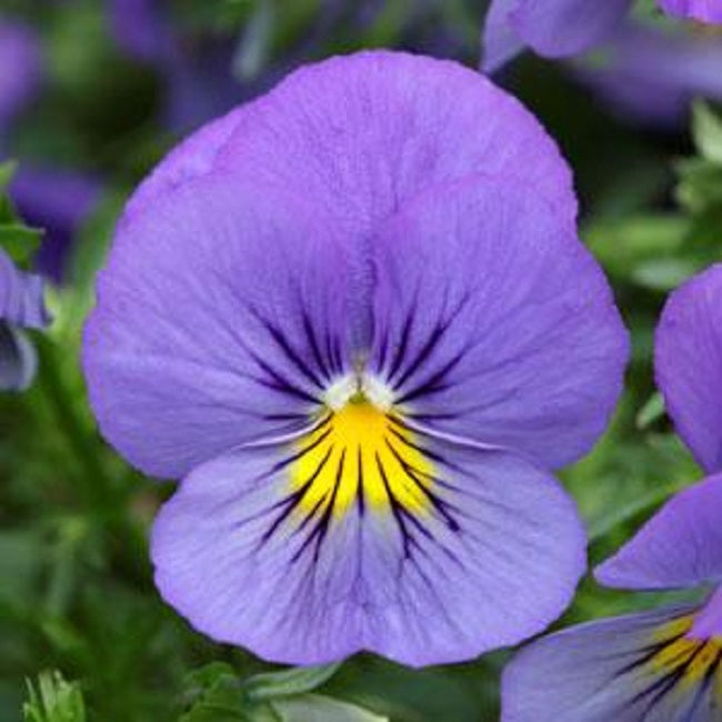 Trailing Pansy Seeds Cool Wave® Blue Skies