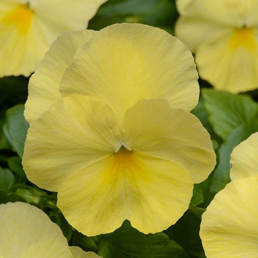 Trailing Pansy Seeds Cool Wave® Lemon