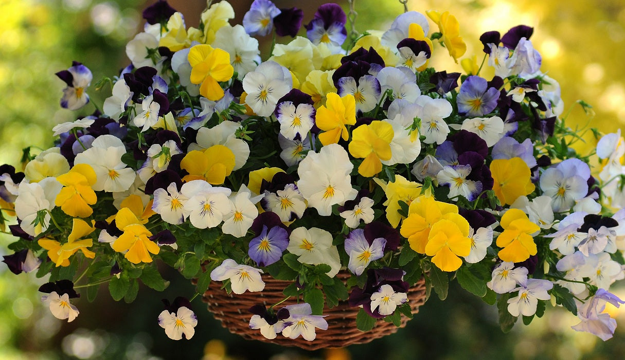 Trailing Pansy Seeds Cool Wave® Mix