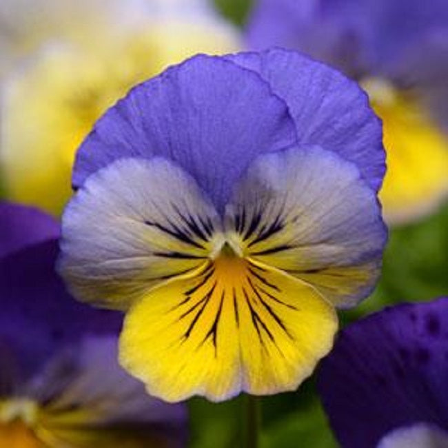 Trailing Pansy Seeds Cool Wave® Morpho