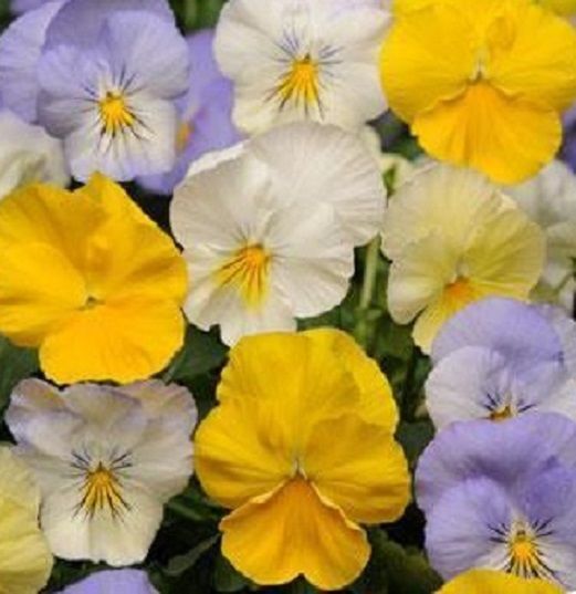 Trailing Pansy Seeds Cool Wave® Pastel Mix